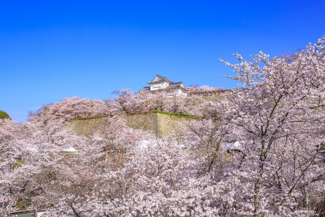 津山さくらまつり