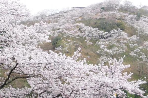 三休公園の桜