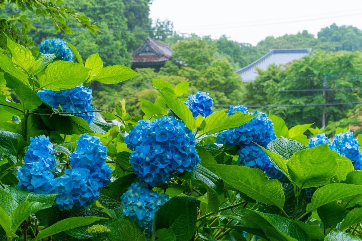 中止 花の山寺 普門寺あじさい祭り 普門寺の参拝 アジサイの鑑賞は可能 イベント 岡山観光web 公式 岡山県の観光 旅行情報ならココ