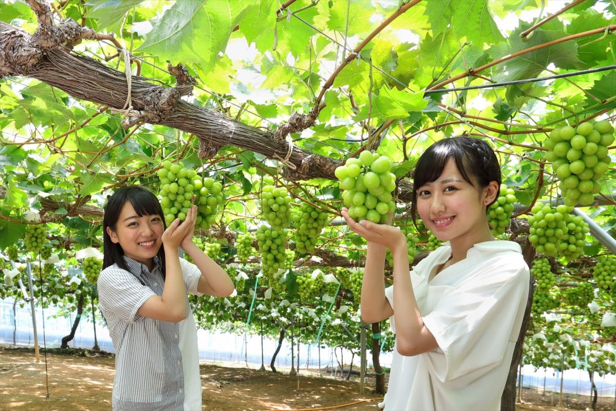 石原果樹園 観光スポット 岡山観光web 公式 岡山県の観光 旅行情報ならココ