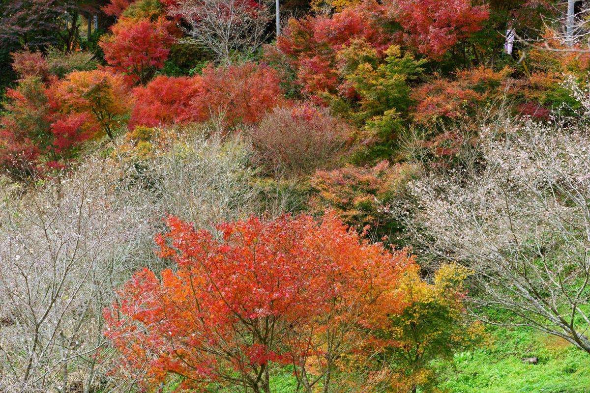 花の山寺 普門寺 桜と紅葉まつり イベント 岡山観光web 公式 岡山県の観光 旅行情報ならココ