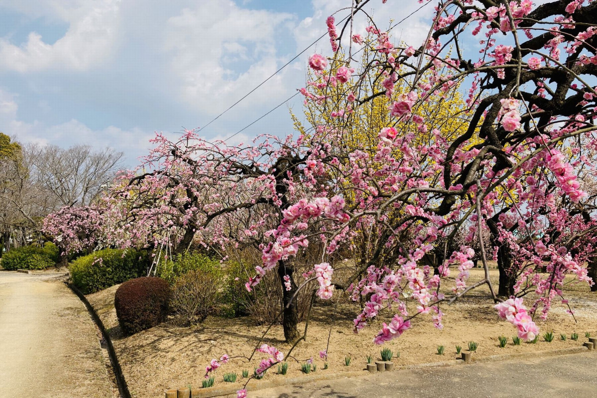 梅園（2月中旬～3月中旬）