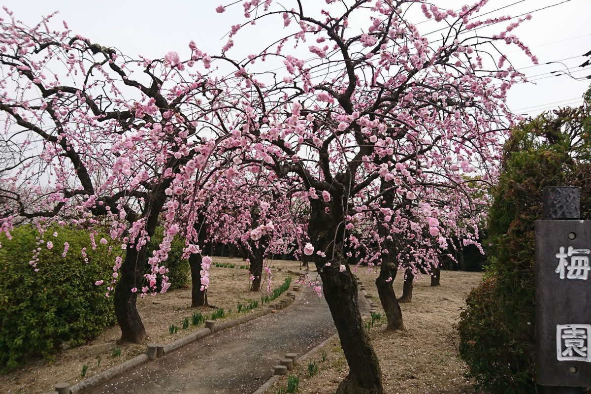 梅園（2月中旬～3月中旬）