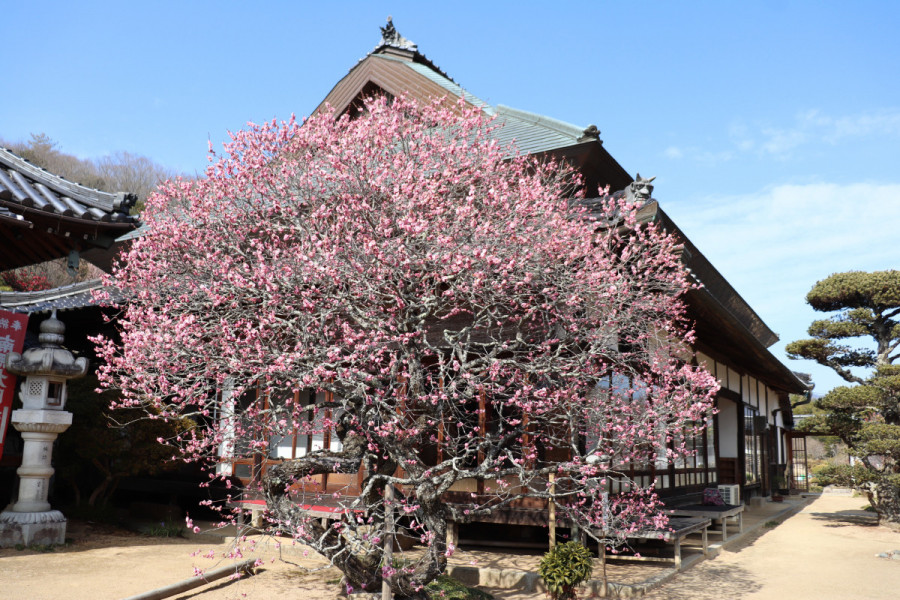 観照寺梅まつり