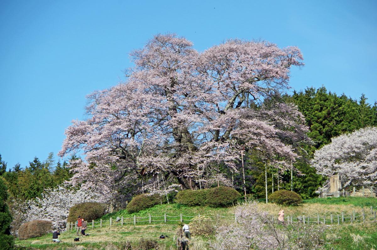 醍醐桜