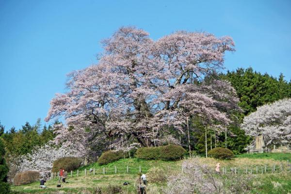 醍醐桜