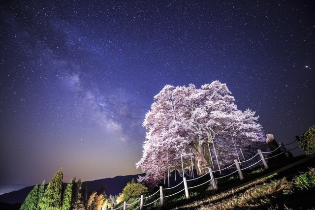 醍醐桜まつり