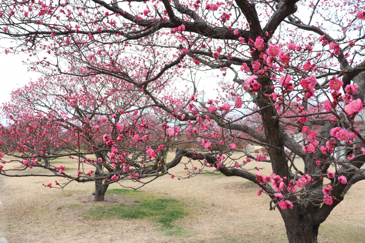 神崎梅園