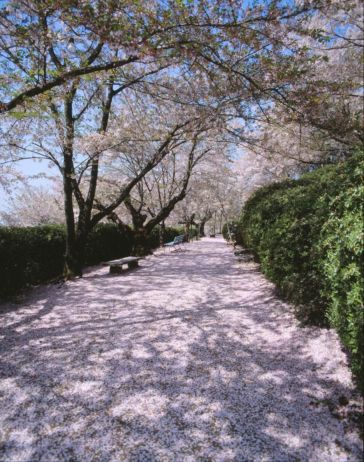 半田山植物園の桜