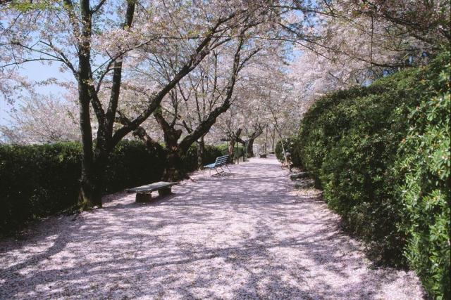 岡山市半田山植物園桜まつり