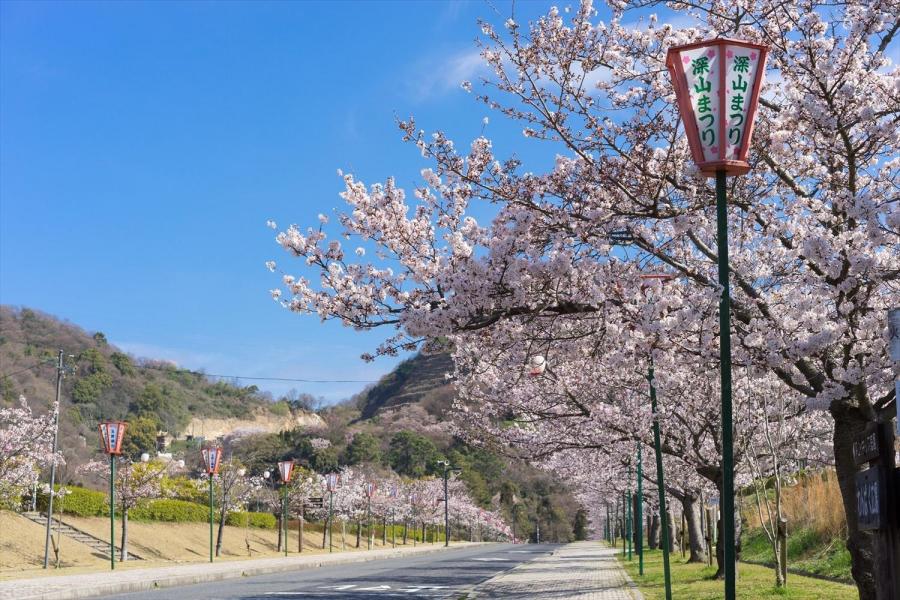 深山さくらまつり