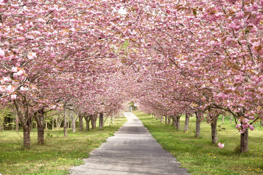 羅生門さくら公園