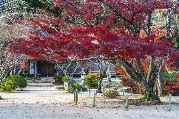近水園の紅葉