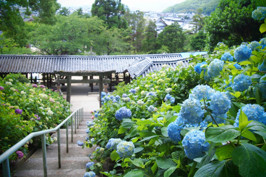 吉備津神社あじさいまつり