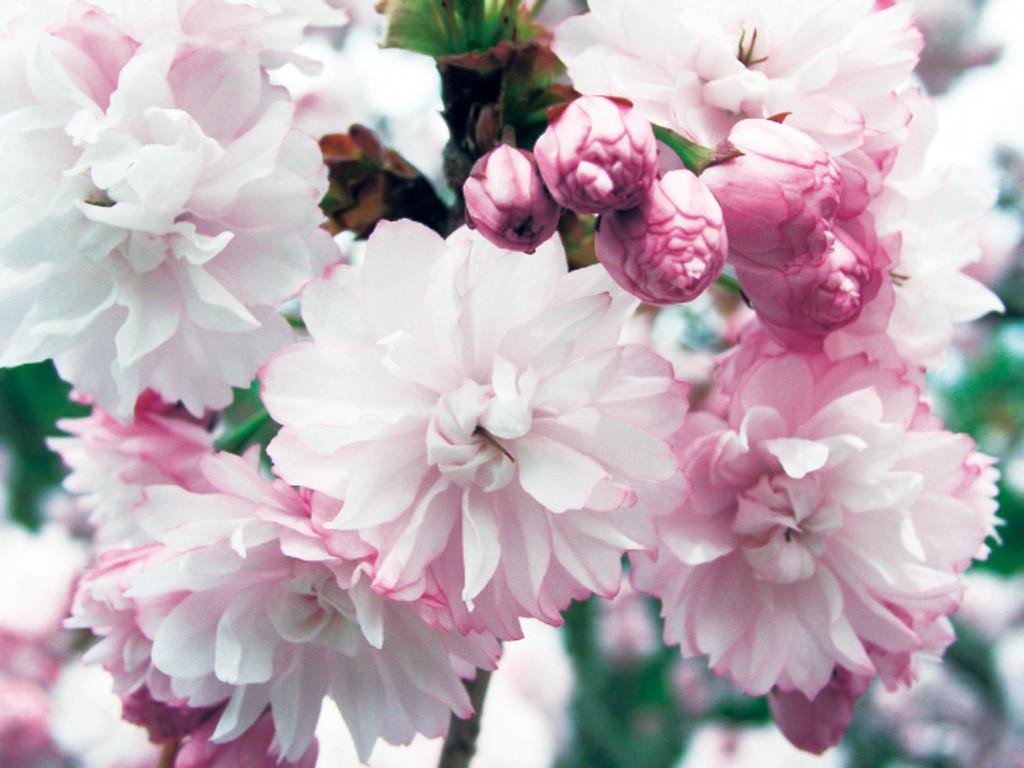 宗堂桜