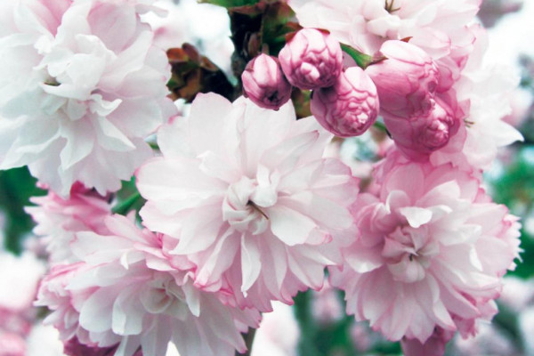 宗堂桜