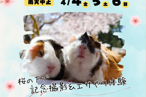 チラシ