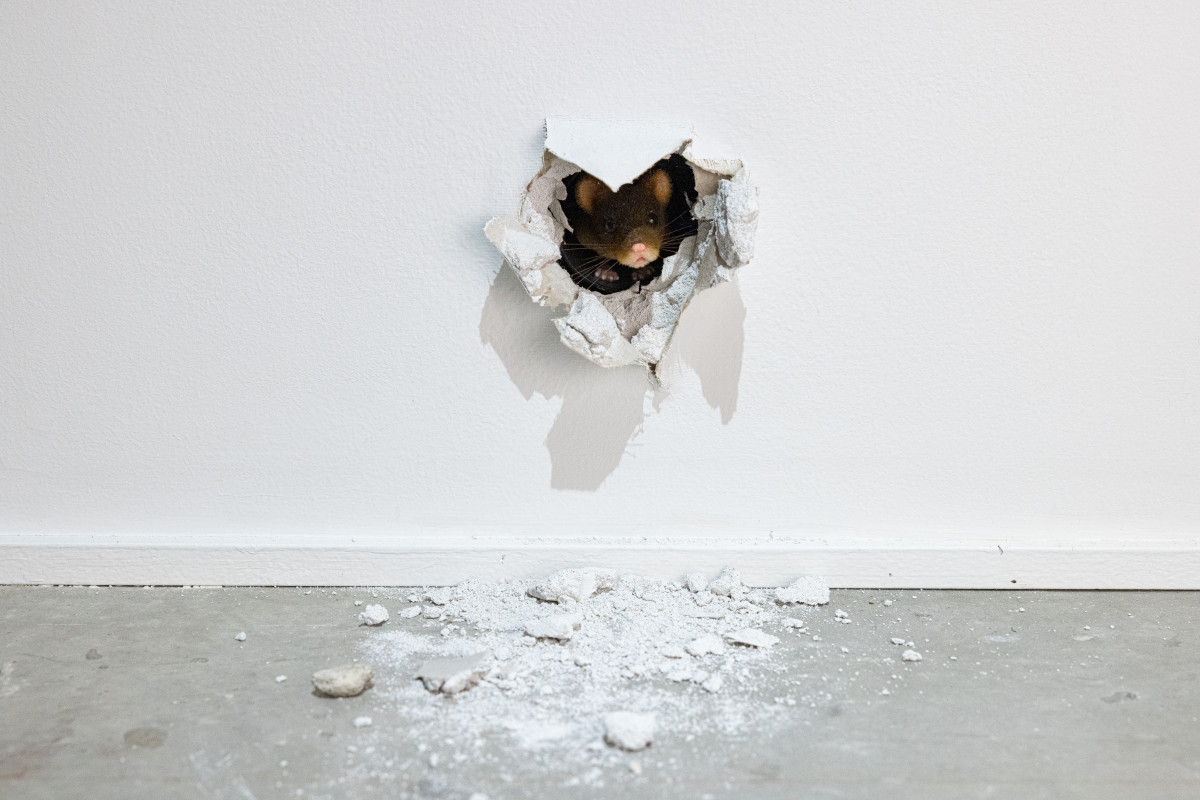 《2000 年来のコラボレーション(予⾔者)》2018 © Ryan Gander; Courtesy the artist and Künstlerhaus, Halle für Kunst &Medien, Graz. Photograph by Künstlerhaus, Halle für  Kunst & Medien, Graz 