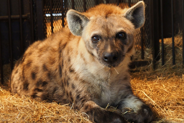 池田動物園