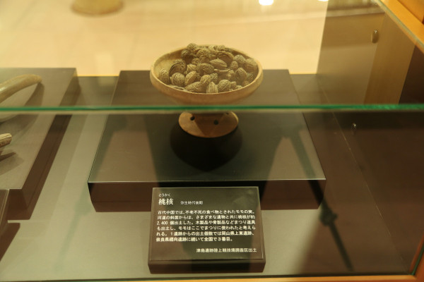出土した弥生時代の桃の種
