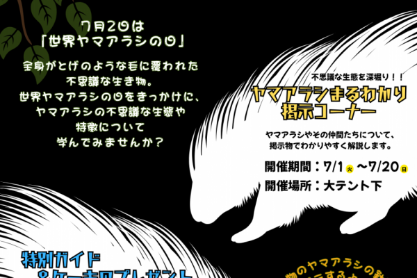 チラシ