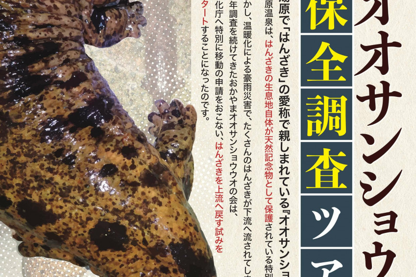 【要予約】オオサンショウウオ保全調査ツアー