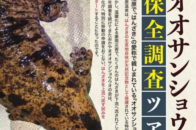 【要予約】オオサンショウウオ保全調査ツアー