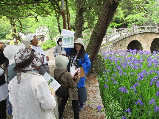 吉浜菅原神社前（カキツバタと眼鏡橋）での現地ガイド
