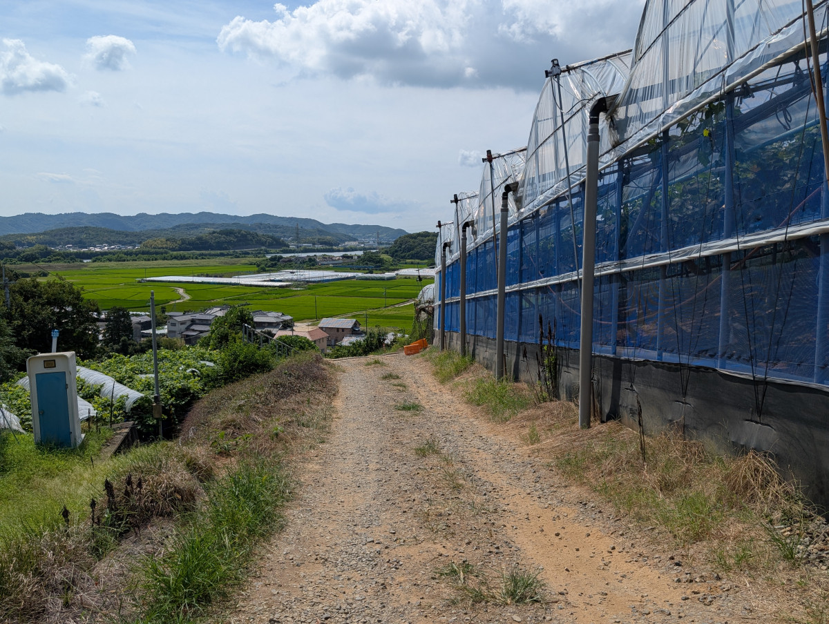 葡萄ハウス横の未舗装の道