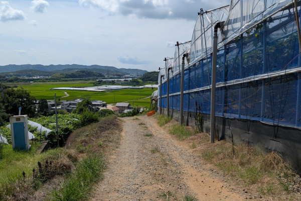 葡萄ハウス横の未舗装の道