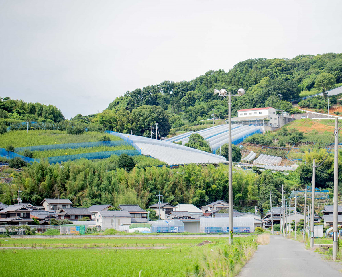 山の中腹にある直売所と果樹園