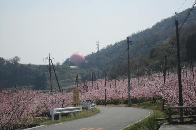 日本一の巨大桃