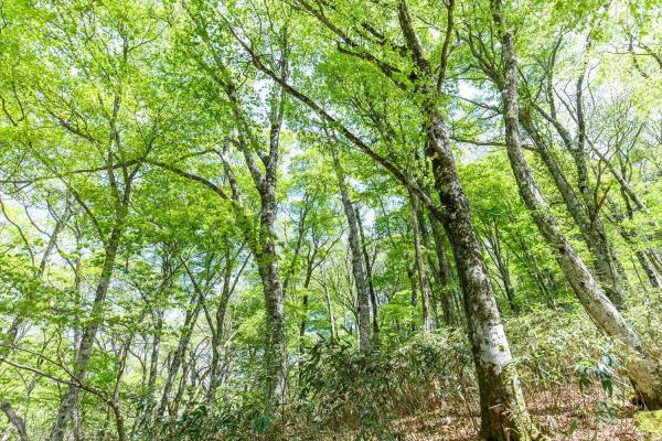 注目の福袋！ 若杉天然林（若杉原生林）｜ロケ地｜ロケ・撮影 岡山観光WEB | タモ