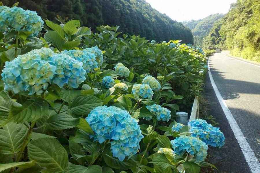 大山あじさいロード（大山展望台）