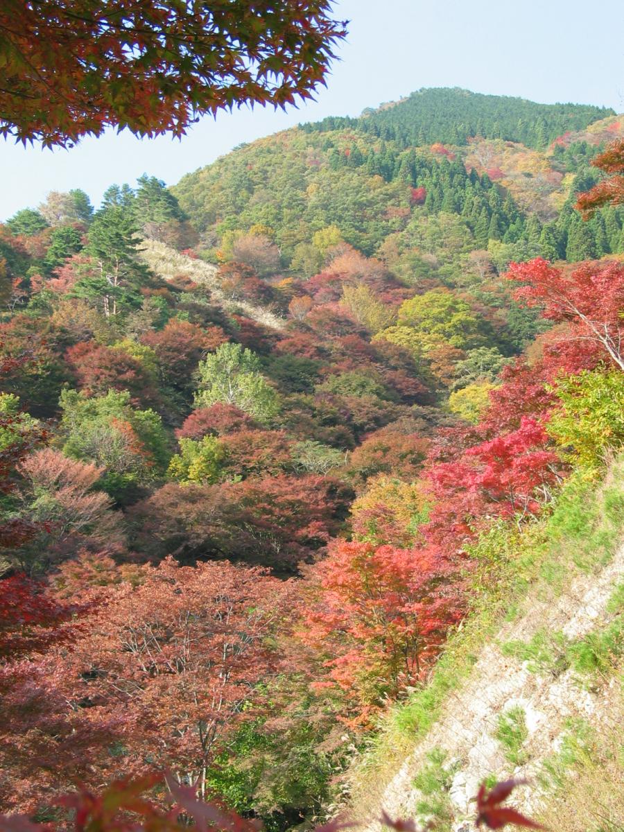 紅葉