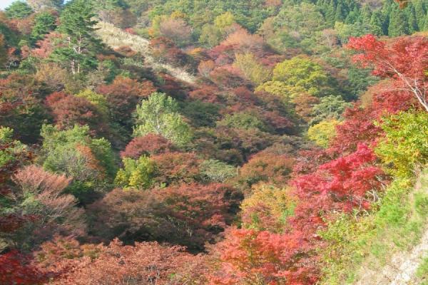 紅葉
