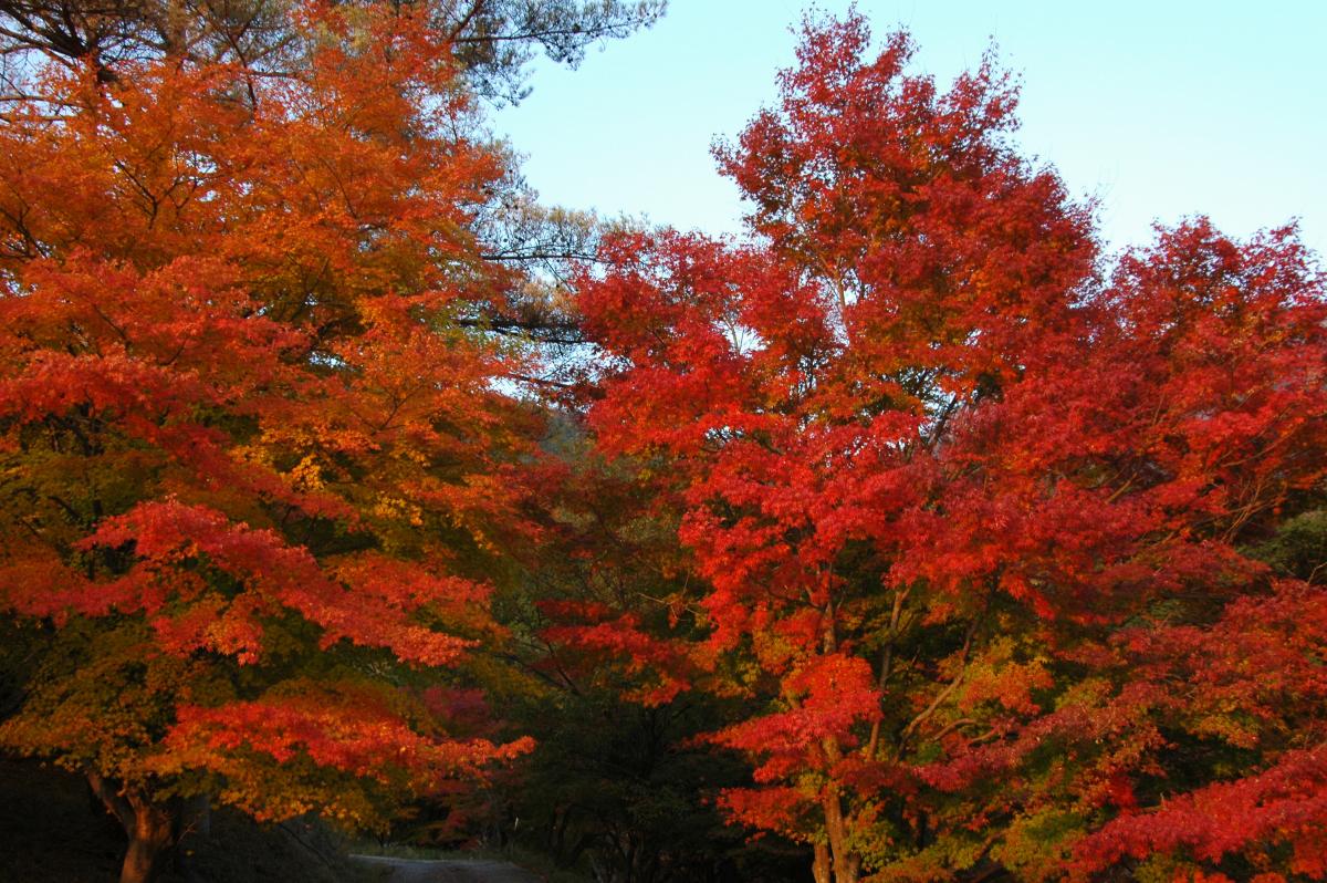紅葉