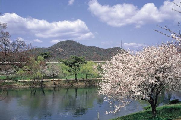 酒津公園（桜）