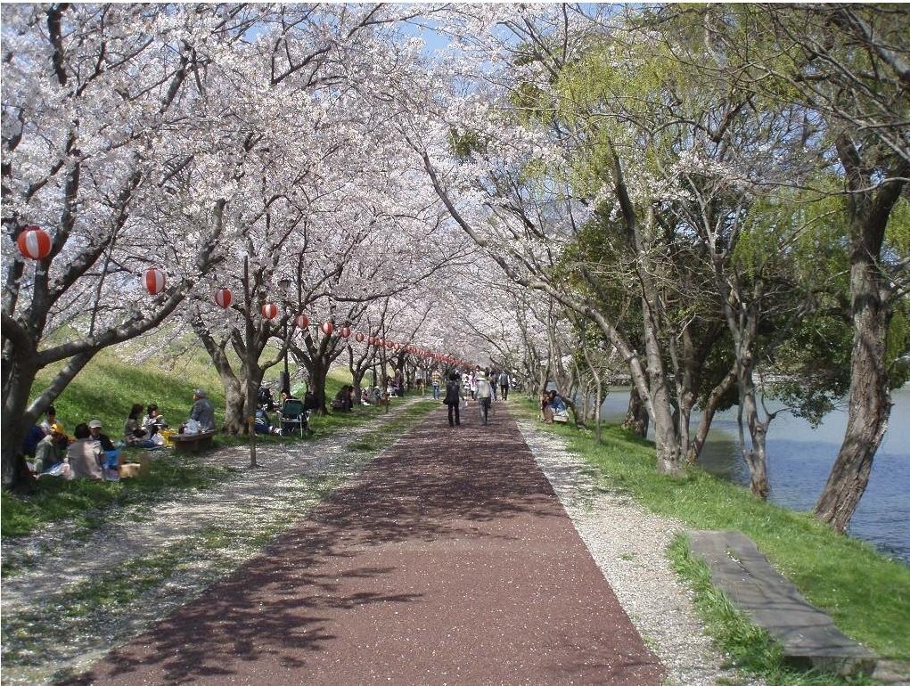 酒津公園（桜）