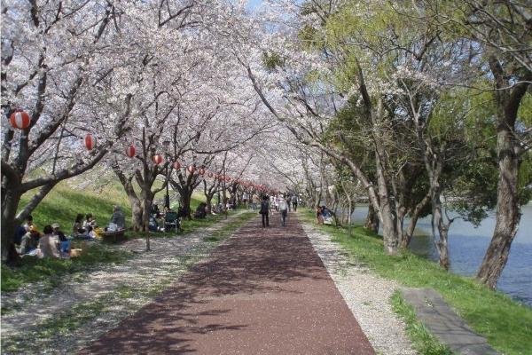 酒津公園（桜）