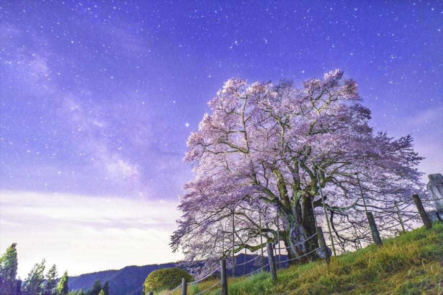 醍醐桜