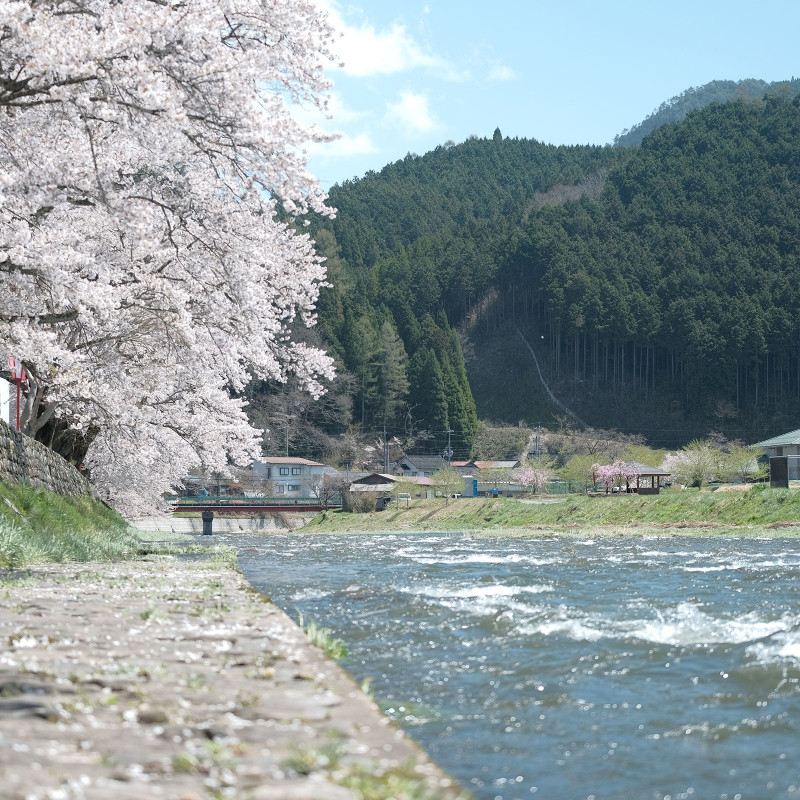 美甘宿場桜