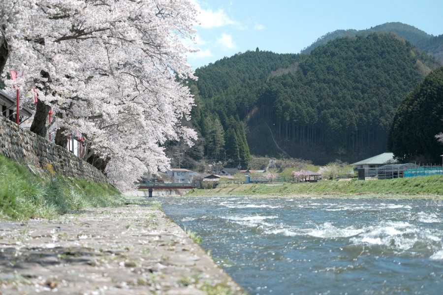 美甘宿場桜