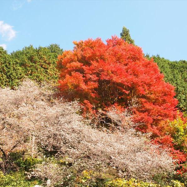 紅葉情報 岡山観光web 公式 岡山県の観光 旅行情報ならココ