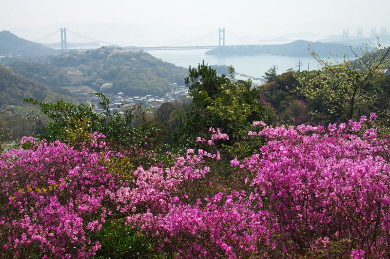 三百山のツツジ
