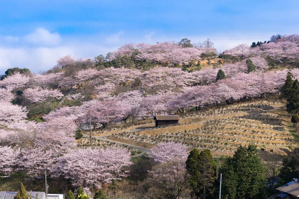 4月には約1,200本の桜が咲き誇ります。