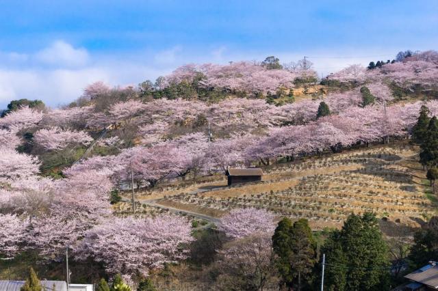 種松山公園西園地