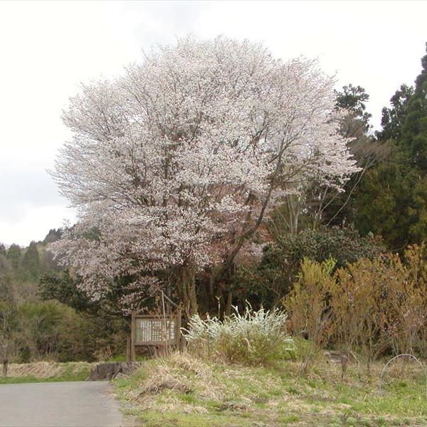 黒岩の山桜