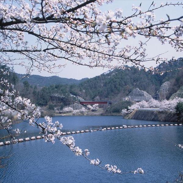 北房ダムの桜