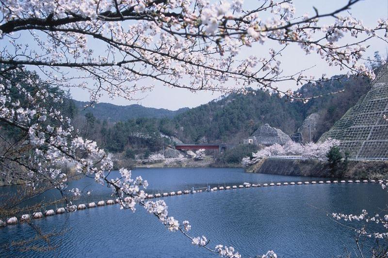 北房ダムの桜